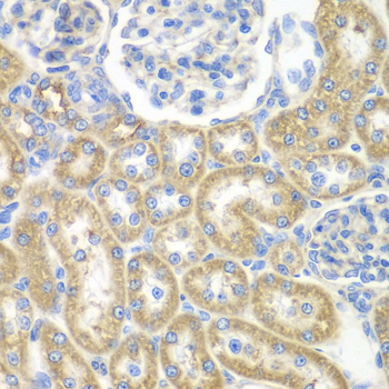 Immunohistochemistry of paraffin-embedded Rat kidney using GNAI2 Polyclonal Antibody at dilution of  1:100 (40x lens).