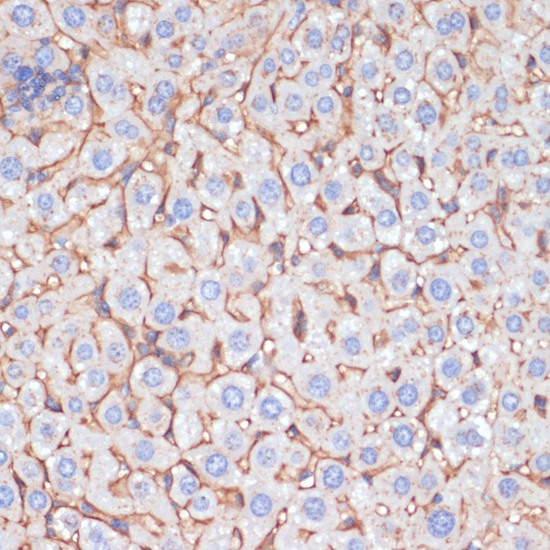 Immunohistochemistry of paraffin-embedded Mouse liver using APOA1 Polyclonal Antibody at dilution of  1:100 (40x lens).