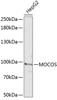 Western blot analysis of extracts of HepG2 cells using MOCOS Polyclonal Antibody at dilution of 1:3000.