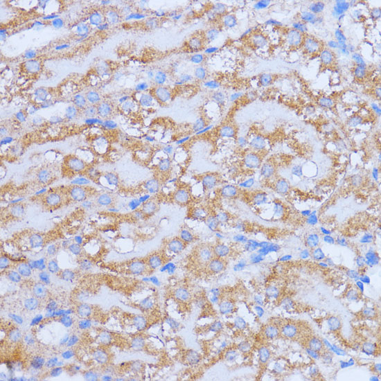 Immunohistochemistry of paraffin-embedded Mouse kidney using NME6 Polyclonal Antibody at dilution of  1:100 (40x lens).