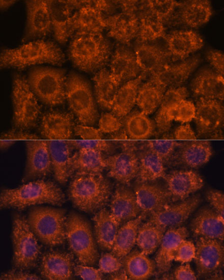 Immunofluorescence analysis of HeLa cells using INMT Polyclonal Antibody at dilution of  1:100. Blue: DAPI for nuclear staining.