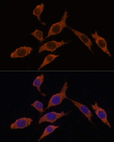 Immunofluorescence analysis of L929 cells using INMT Polyclonal Antibody at dilution of  1:100. Blue: DAPI for nuclear staining.