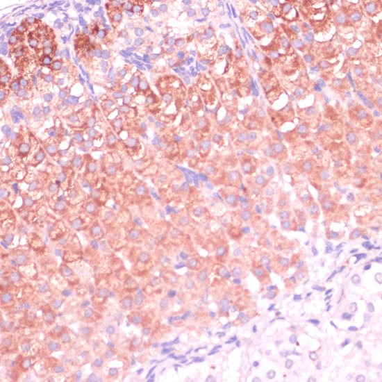 Immunohistochemistry of paraffin-embedded Mouse adrenal gland using CYP11B2 Polyclonal Antibody at dilution of  1:100 (40x lens).