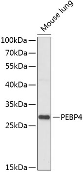 Western blot analysis of extracts of Mouse lung using PEBP4 Polyclonal Antibody at dilution of 1:1000.