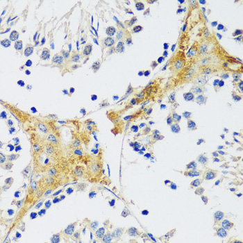 Immunohistochemistry of paraffin-embedded Mouse testis using CAMK1 Polyclonal Antibody at dilution of  1:100 (40x lens).