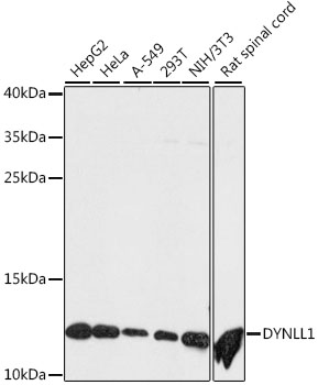 Western blot analysis of extracts of various cell lines using DYNLL1 Polyclonal Antibody at dilution of 1:500.