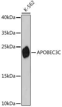 Western blot analysis of extracts of K-562 cells using APOBEC3C Polyclonal Antibody at dilution of 1:3000.