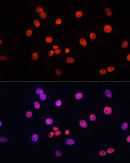 Immunofluorescence analysis of HeLa cells using MYCT1 Polyclonal Antibody at dilution of  1:100. Blue: DAPI for nuclear staining.