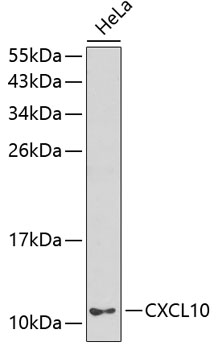 Western blot analysis of extracts of HeLa cells using CXCL10 Polyclonal Antibody.