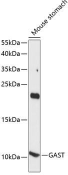 Western blot analysis of extracts of Mouse stomach using GAST Polyclonal Antibody at dilution of 1:1000.