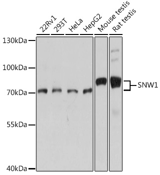 Western blot analysis of extracts of various cell lines using SNW1 Polyclonal Antibody at dilution of 1:1000.