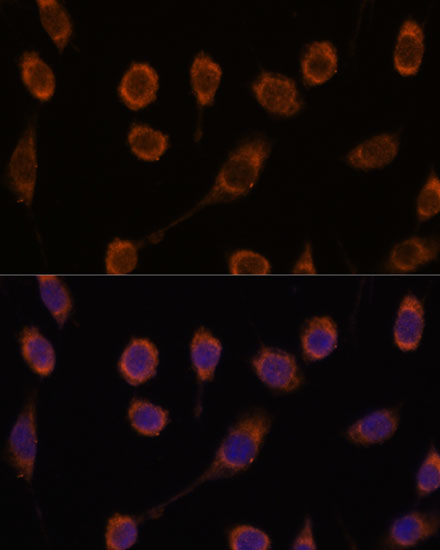 Immunofluorescence analysis of L929 cells using CCT6B Polyclonal Antibody at dilution of  1:100. Blue: DAPI for nuclear staining.