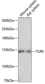 Western blot analysis of extracts of various cell lines using TLR9 Polyclonal Antibody at dilution of 1:1000.