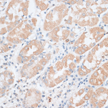 Immunohistochemistry of paraffin-embedded Human stomach using PAEP Polyclonal Antibody at dilution of  1:100 (40x lens).