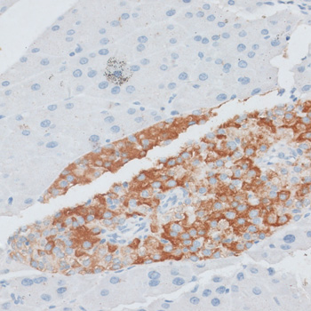 Immunohistochemistry of paraffin-embedded Mouse pancreas using PAEP Polyclonal Antibody at dilution of  1:100 (40x lens).