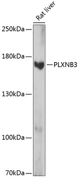 Western blot analysis of extracts of Rat liver using PLXNB3 Polyclonal Antibody at dilution of 1:1000.