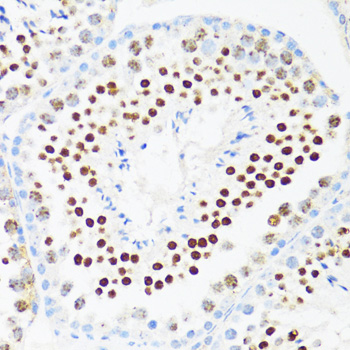 Immunohistochemistry of paraffin-embedded Mouse testis using DDX21 Polyclonal Antibody at dilution of  1:100 (40x lens).