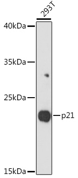 Western blot analysis of extracts of 293T cells using p21 Polyclonal Antibody at dilution of 1:1000.