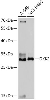 Western blot analysis of extracts of various cell lines using DKK2 Polyclonal Antibody at dilution of 1:1000.