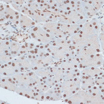 Immunohistochemistry of paraffin-embedded Rat pancreas using ZNF416 Polyclonal Antibody at dilution of  1:100 (40x lens).