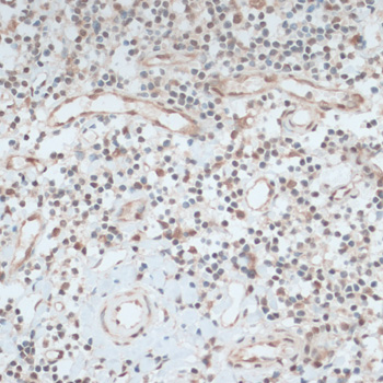 Immunohistochemistry of paraffin-embedded Human tonsil using ZNF416 Polyclonal Antibody at dilution of  1:100 (40x lens).