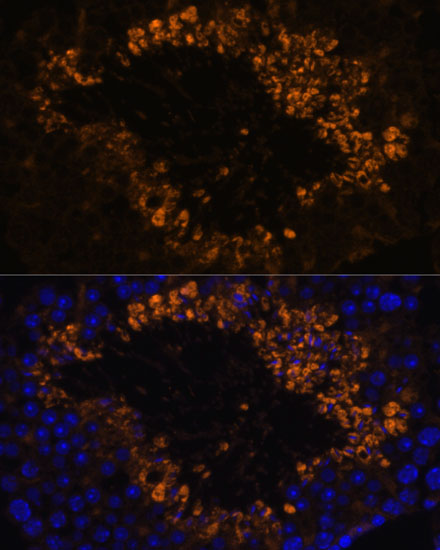 Immunofluorescence analysis of Mouse testis using OXCT2 Polyclonal Antibody at dilution of  1:100. Blue: DAPI for nuclear staining.