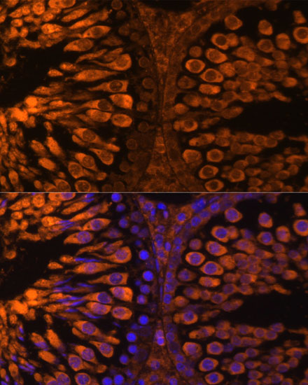 Immunofluorescence analysis of Rat testis using LDHC Polyclonal Antibody at dilution of  1:100 (40x lens). Blue: DAPI for nuclear staining.