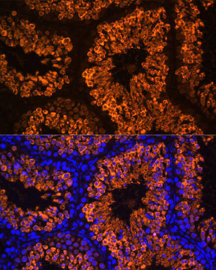 Immunofluorescence analysis of Mouse testis using LDHC Polyclonal Antibody at dilution of  1:100 (40x lens). Blue: DAPI for nuclear staining.