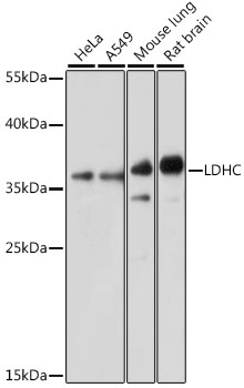 Western blot analysis of extracts of various cell lines using LDHC Polyclonal Antibody at dilution of 1:1000.