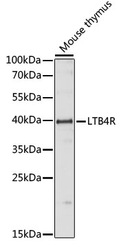 Western blot analysis of extracts of Mouse thymus using LTB4R Polyclonal Antibody at dilution of 1:1000.