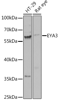 Western blot analysis of extracts of various cell lines using EYA3 Polyclonal Antibody at dilution of 1:1000.
