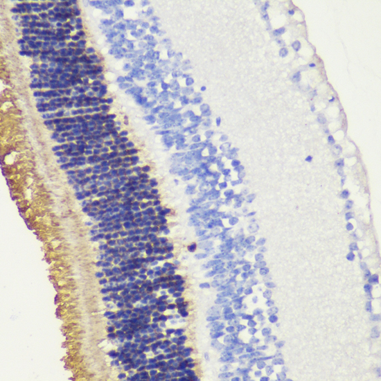 Immunohistochemistry of paraffin-embedded Mouse retina using RHO Polyclonal Antibody at dilution of  1:200 (40x lens).