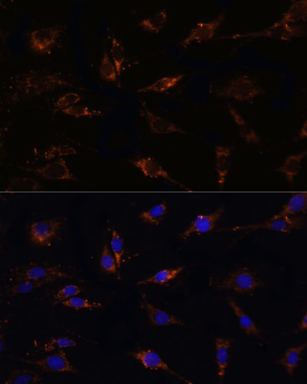 Immunofluorescence analysis of C6 cells using TGFB1 Polyclonal Antibody at dilution of  1:100. Blue: DAPI for nuclear staining.