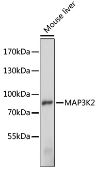 Western blot analysis of extracts of Mouse liver using MAP3K2 Polyclonal Antibody at dilution of 1:1000.