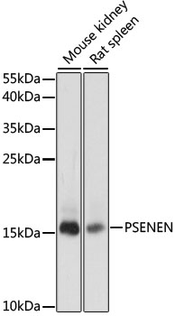 Western blot analysis of extracts of various cell lines using PSENEN Polyclonal Antibody at dilution of 1:1000.