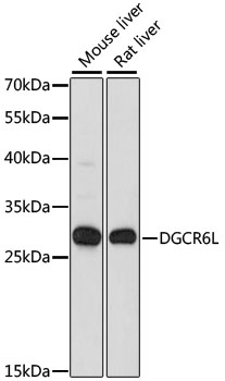 Western blot analysis of extracts of various cell lines using DGCR6L Polyclonal Antibody at dilution of 1:1000.