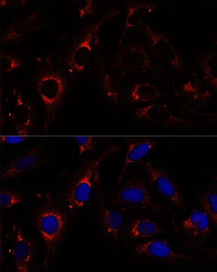 Immunofluorescence analysis of U-2 OS cells using RNF112 Polyclonal Antibody at dilution of  1:100. Blue: DAPI for nuclear staining.