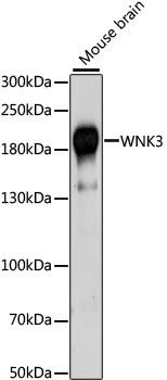 Western blot analysis of extracts of Mouse brain using WNK3 Polyclonal Antibody at dilution of 1:1000.