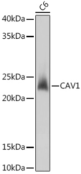 Western blot analysis of extracts of C6 cells using CAV1 Polyclonal Antibody at dilution of 1:1000.