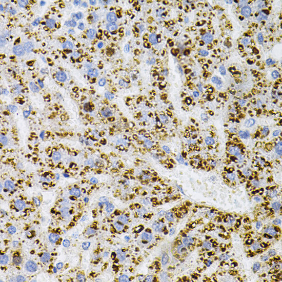 Immunohistochemistry of paraffin-embedded Rat liver using NTRK1 Polyclonal Antibody at dilution of  1:100 (40x lens).