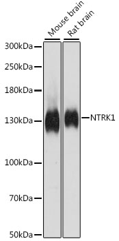 Western blot analysis of extracts of various cell lines using NTRK1 Polyclonal Antibody at dilution of 1:500.