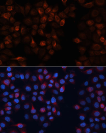 Immunofluorescence analysis of HeLa cells using CANX Polyclonal Antibody at dilution of  1:100. Blue: DAPI for nuclear staining.