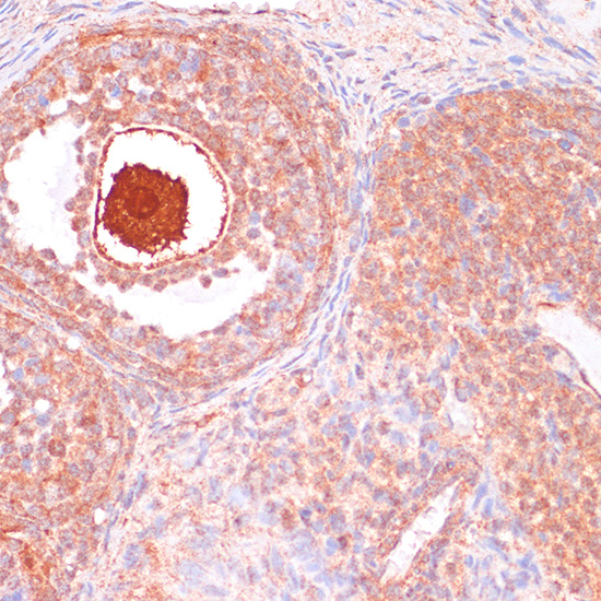 Immunohistochemistry of paraffin-embedded Rat ovary using CDC20 Polyclonal Antibody at dilution of  1:100 (40x lens).