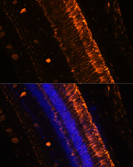 Immunofluorescence analysis of Mouse eye using KCNS2 Polyclonal Antibody at dilution of  1:100 (20x lens). Blue: DAPI for nuclear staining.