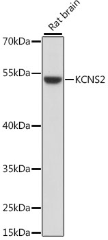 Western blot analysis of extracts of Rat brain using KCNS2 Polyclonal Antibody at dilution of 1:1000.