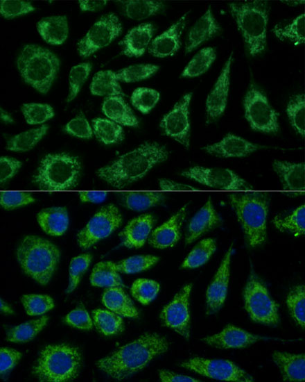 Immunofluorescence analysis of L929 cells using NDUFA4 Polyclonal Antibody at dilution of  1:100 (40x lens). Blue: DAPI for nuclear staining.