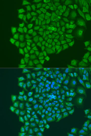 Immunofluorescence analysis of U2OS cells using YBX1 Polyclonal Antibody at dilution of  1:100. Blue: DAPI for nuclear staining.