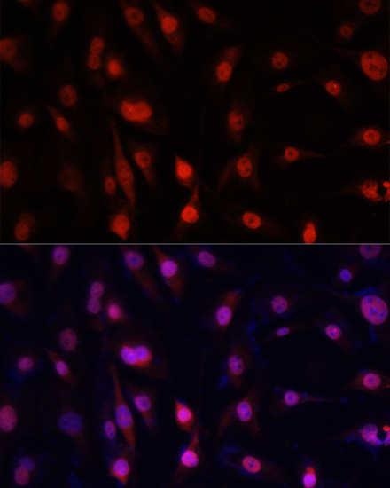 Immunofluorescence analysis of NIH/3T3 cells using YBX1 Polyclonal Antibody at dilution of  1:100. Blue: DAPI for nuclear staining.