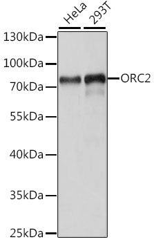 Western blot analysis of extracts of various cell lines using ORC2 Polyclonal Antibody at dilution of 1:1000.