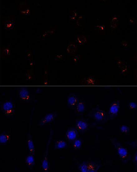 Immunofluorescence analysis of L929 cells using GOLGA5 Polyclonal Antibody at dilution of  1:100. Blue: DAPI for nuclear staining.